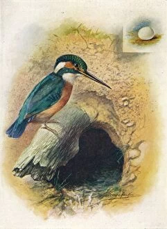 W Chambers Gallery: Kingfisher - Alce do is pida, c1910, (1910). Artist: George James Rankin