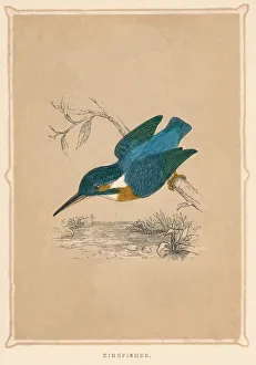 Kingfisher, (Alcedines), c1850, (1856)