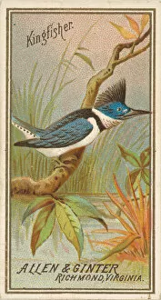 Crested Gallery: Kingfisher, from the Birds of America series (N4) for Allen &
