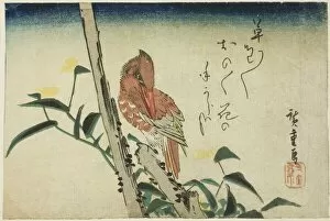 Kingfisher and dayflower, 1830s. Creator: Ando Hiroshige