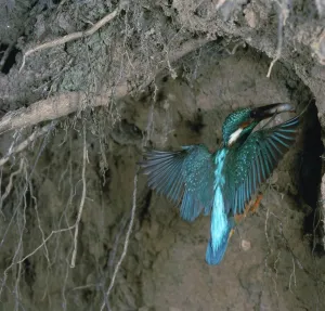 Soil Prints: Kingfisher and worm