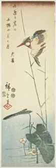Water Lily Gallery: Kingfisher above a Yellow-flowered Water Plant, 1853, third month