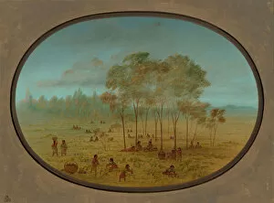 Images Dated 24th February 2021: Kiowa Indians Gathering Wild Grapes, 1861 / 1869. Creator: George Catlin
