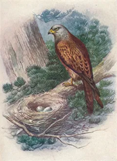 Kite Prints: Kite - Mil vus icti nus, c1910, (1910). Artist: George James Rankin