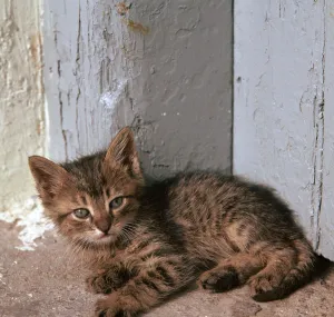 Kitten in Heracleion