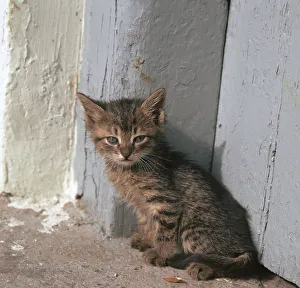 Kitten in Heracleion