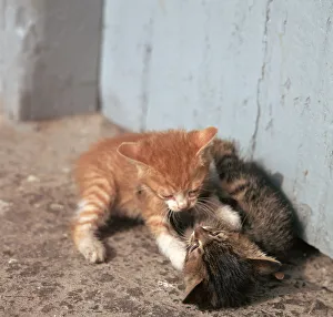 Kitten in Heracleion