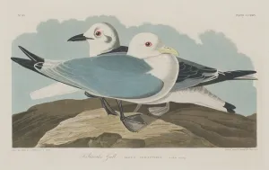 Laridae Prints: Kittiwake Gull, 1834. Creator: Robert Havell