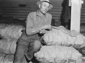 Trousers Collection: Klamath Basin potato farmer, Tulelake, Siskiyou County, California, 1939. Creator: Dorothea Lange