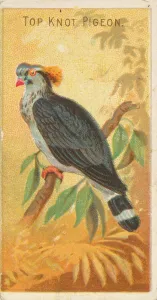 Top Knot Pigeon, from the Birds of the Tropics series (N5) for Allen &
