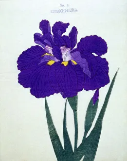 Mauve Prints: Komochi-Guma No. 14
