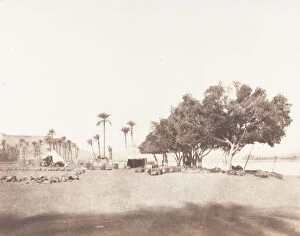 Sycamore Gallery: Korosko, Sycomores et Campement d une Caravane pour le Sennar, 1851-52