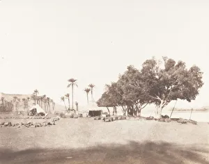 Date Palm Prints: Korosko, Sycomores et Campement d une Caravane pour le Sennar, 1851-52