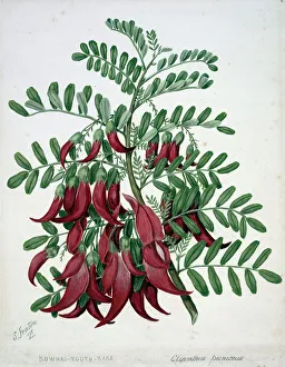 Shrub Prints: Kowhai-ngutu-kaka. Clianthus puniceus, c1885. Creator: Sarah Featon