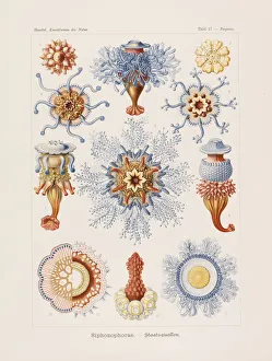 Haeckel Prints: Kunstformen der Natur (Art Forms in Nature), 1899-1903. Creator: Haeckel