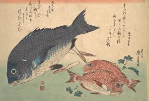 Kurodai and Kodai Fish with Bamboo Shoots and Berries, from the series Uozukushi (Every V Kurodai and Kodai Fish with Bamboo Shoots and Berries, from the series Uozukushi (Every V