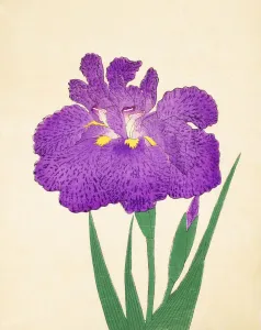 Magenta Prints: Kyo-Nishiki, No. 11, 1890, (colour woodblock print)