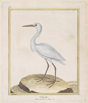 Ornithology Collection: L Aigrette (Egret), 1770-86. Creator: Francois Nicolas Martinet