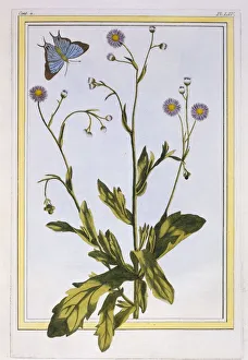 Herb Prints: L Erigeron de Philadelphie (Canadian Fleabane), pub. 1776. Creator: Pierre Joseph Buchoz