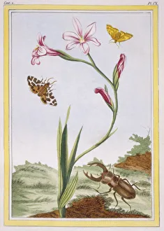 Ixia Prints: L Ixia (flesh-coloured Ixia) and Stag Beetle, pub. 1776. Creator: Pierre Joseph Buchoz