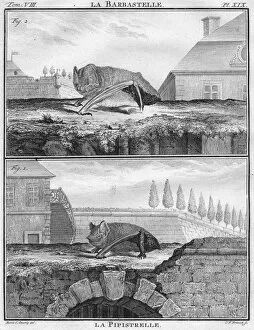 Chiroptera Collection: La Barbastelle & La Pipistrelle, c1763. Creator: Christian Friedrich Fritzsch