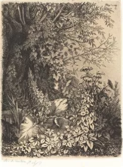 Blery Eugene Gallery: La bardane au saule (Burdock with Willow), published 1849. Creator: Eugene Blery