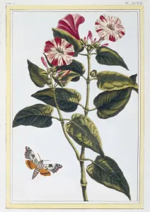 Morning Glory Prints: La Belle de Nuit (Morning Glory), pub. 1776. Creator: Pierre Joseph Buchoz (1731-1807)