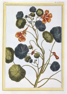 Pierre Joseph Buchoz 1731 1807 Prints: La Capucine (Nasturtium), pub. 1776. Creator: Pierre Joseph Buchoz (1731-1807)