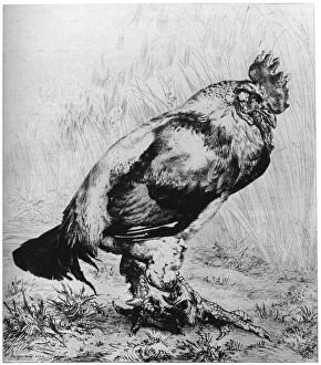 Images Dated 22nd September 2007: La Coq, c1850-1910, (1924). Artist: Felix Bracquemond
