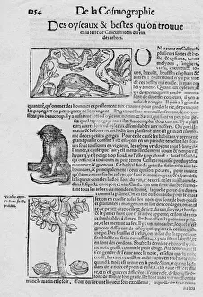 De la Cosmographie Des oyseaux & bestes qu on trouve en la terre de Calicuth: item du vin des arbre