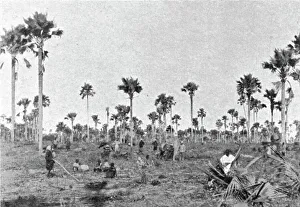 Senegalese Prints: La foret a roniers pres de Tivaouane (Cayor central); L'Ouest Africain