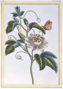Tendril Prints: La Grenadille ou Le Maracot, pub. 1776. Creator: Pierre Joseph Buchoz (1731-1807)