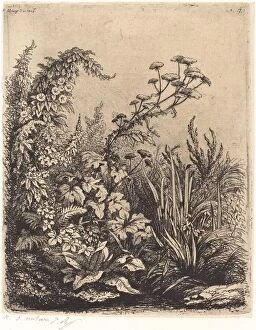 Etching On Chine Colla© Gallery: La petite berle aux liserons (Small Water-parsnip with Bindweed), published 1849