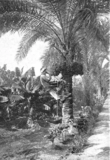 Crops Prints: La recolte des dattes en Egypte; Le Nord-Est Africain, 1914. Creator: Unknown