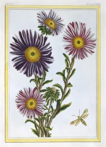 Aster Prints: La Reine Marguerite (Aster), pub. 1776. Creator: Pierre Joseph Buchoz (1731-1807)