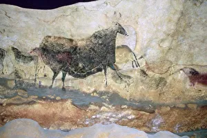 La Scaux cave painting of Aurochs La Scaux cave painting of Aurochs