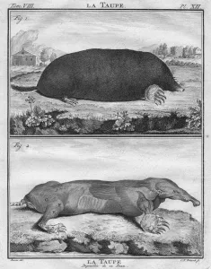 Claws Prints: La Taupe & La Taupe Depoiuillee de sa Peau, c1763