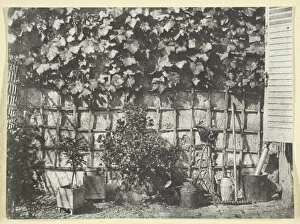 Vine Gallery: La Treille, 1847, printed 1965. Creator: Hippolyte Bayard