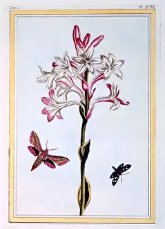 Scented Prints: La Tuberose, pub. 1776. Creator: Pierre Joseph Buchoz (1731-1807)