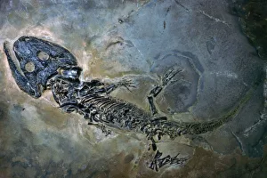 Labyrinthodontier fossil