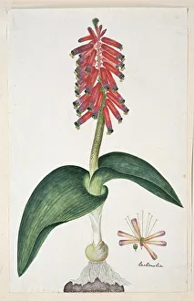 Perennial Prints: Lachenalia bulbifera (Cirillo) Engl. 1777-1786. Creator: Robert Jacob Gordon