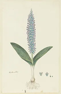Inflorescence Prints: Lachenalia mediana Jacq. 1777-1786. Creator: Robert Jacob Gordon