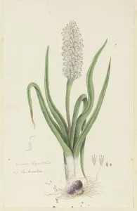 Perennial Prints: Lachenalia orthopetala Jacq. (Hyacinth), 1777-1786. Creator: Robert Jacob Gordon