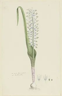 Tiny Prints: Lachenalia unifolia Jacq. (Hyacinth), 1777-1786. Creator: Robert Jacob Gordon