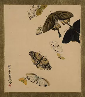 Insect Collection: Lacquer Paintings of Various Subjects: Butterflies, dated 1881. Creator: Shibata Zeshin