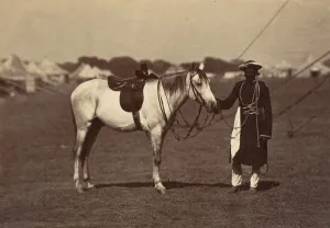 Charlotte Canning Prints: Lady Cannings Grey Arab, 1858-61. Creator: Unknown