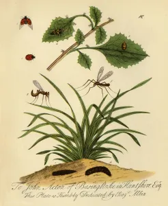 Geoffrey Taylor Prints: Ladybird and Daddy-Long-Legs: Coccinella and Tipula oleracea