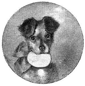 The Lady's Pet, 1890. Creator: Unknown