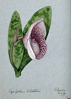 1899 Prints: A lady's slipper orchid (Cypripedium bellatulum): flowering stem