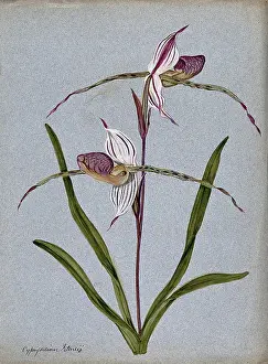 Slipper Orchid Prints: A lady's slipper orchid (Cypripedium Stoneii): flowering stem